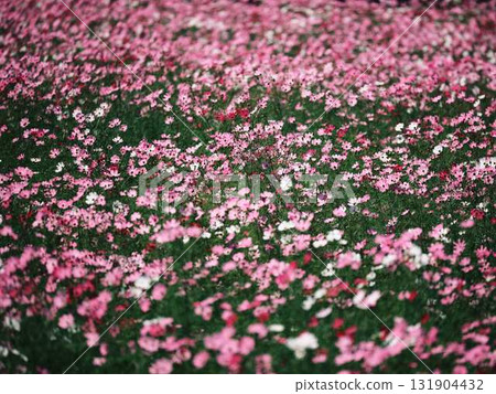 高須宇宙場 高須宇宙場 131904432