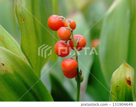Valerian red fruit 131904649