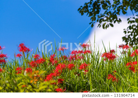 Higankyuka和秋天的天空 131904714