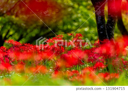 紅花石蒜的迷人之美 131904715