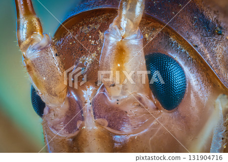蟑螂的複眼 131904716