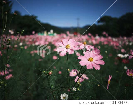 Autumn cosmos 131904723