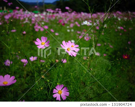 Autumn cosmos 131904724