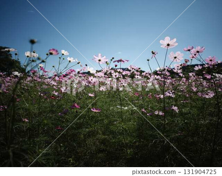 Autumn cosmos 131904725