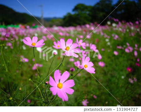 Autumn cosmos 131904727