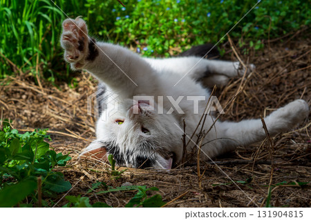 Beautiful black and white cat lying on the ground with dried grass on its back, pulling its front paws, stretching its claws, wants to reach a dried grass branch. Play with pets Beautiful black and white cat lying on the ground with dried grass on its back, pulling its front paws, stretching its claws, wants to reach a dried grass branch. Play with pets 131904815