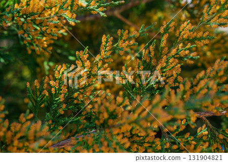 Photo of beautiful bright yellow-orange flowers on the tips of branches of evergreen thuja, cypress during flowering in midsummer, close-up on a blurred multi-colored background. Beauty of nature. Photo of beautiful bright yellow-orange flowers on the tips of branches of evergreen thuja, cypress during flowering in midsummer, close-up on a blurred multi-colored background. Beauty of nature. 131904821