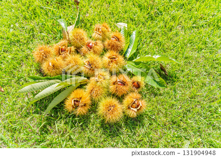 栗子裹著栗子 131904948