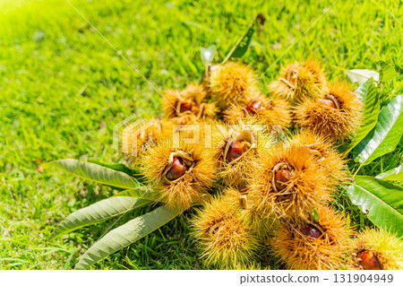 栗子裹著栗子 131904949