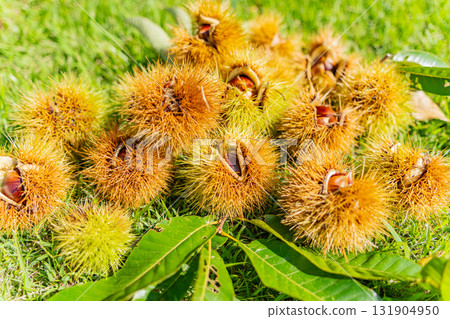 栗子裹著栗子 栗子裹著栗子 131904950