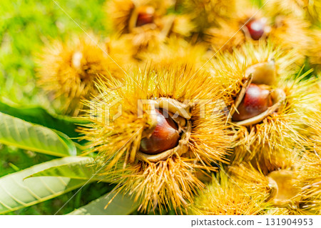 Chestnuts wrapped in burrs Chestnuts wrapped in burrs 131904953