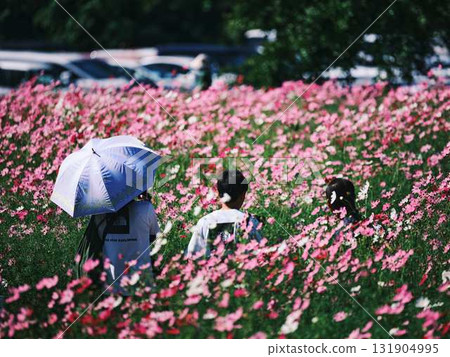 Tourists in a cosmos flower field 131904995