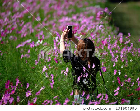 Tourists in a cosmos flower field 131904999