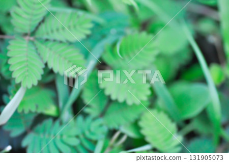 blur background or leaf background or Sensitive plant , Shameplant or Sleeping grass blur background or leaf background or Sensitive plant , Shameplant or Sleeping grass 131905073