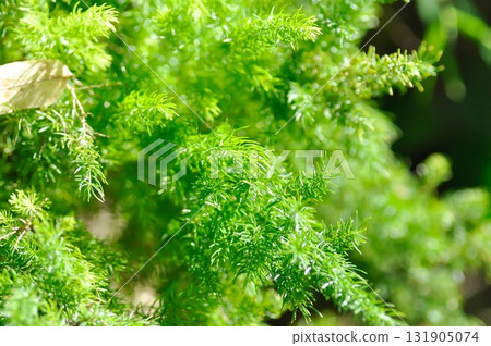 Asparagus densiflorus , ASPARAGACEAE or Asparagus densiflorus Kunth Jessop or Asparagus fern or fern Asparagus densiflorus , ASPARAGACEAE or Asparagus densiflorus Kunth Jessop or Asparagus fern or fern 131905074