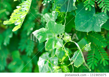 Ivy gourd , Coccinia grandis or CUCURBITACEAE Ivy gourd , Coccinia grandis or CUCURBITACEAE 131905075