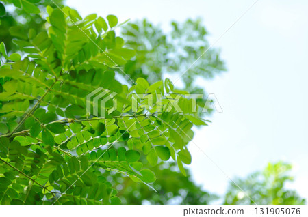 Rain tree or Samanea saman, LEGUMINOSAE MIMOSOIDEAE and tamarind tree 131905076