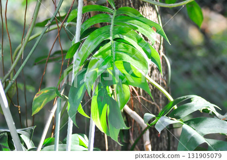 Mini Monstera, Monstera deliciosa Liebm or Philodendron ginny or Rhaphidophora terrasperma or monstera Mini Monstera, Monstera deliciosa Liebm or Philodendron ginny or Rhaphidophora terrasperma or monstera 131905079