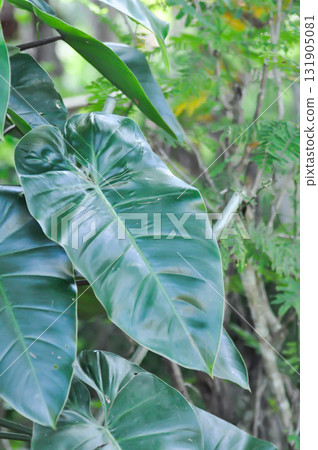 Philodendron , Philodendron erubescens or K Koch and Augustin Philodendron , Philodendron erubescens or K Koch and Augustin 131905081