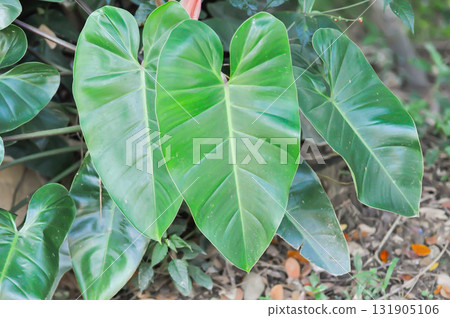 Philodendron , Philodendron erubescens or K Koch and Augustin Philodendron , Philodendron erubescens or K Koch and Augustin 131905106