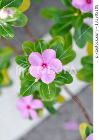 ludwigia adscendens , West Indian paeriwinkle or Catharanthus roseus or Vinca or Old maid or Madagasgar periwinkle 131905109