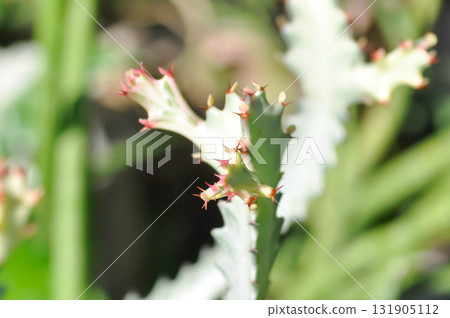 Euphorbia lactea white ghost or Euphorbia or Euphorbia mayurnathanii variegated ,Euphorbia lactea Euphorbia lactea white ghost or Euphorbia or Euphorbia mayurnathanii variegated ,Euphorbia lactea 131905112