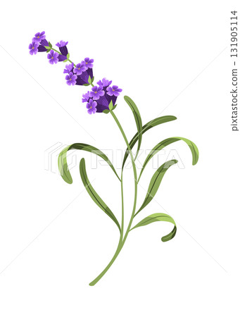 Lavender. Vector illustration of lavender, Provence flowers on a white background. Element from lavender flowers 131905114