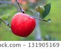 Bright red apple 131905169