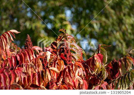Staghorn sumac tree in autumn, Rhus typhina 131905204