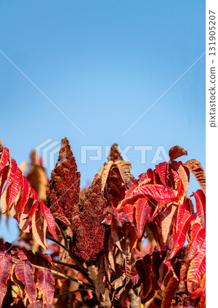 Staghorn sumac tree in autumn, Rhus typhina Staghorn sumac tree in autumn, Rhus typhina 131905207