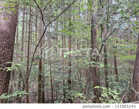 Mountain path, forest road, bear warning, countryside, cedar, cypress Mountain path, forest road, bear warning, countryside, cedar, cypress 131905243