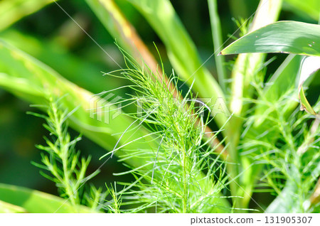 Asteraceae, Eupatorium capillifolium or  Eupatorium capillifolium Lam Small ex Porter and Britton 131905307