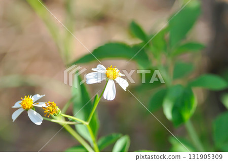 Bidens alba , Butterfly needles or Common beggarticks or Hairy beggarticks or Romerillo or Shepherds needles or Spanish needles or Tridax Daisy or Tridax procumbens Bidens alba , Butterfly needles or Common beggarticks or Hairy beggarticks or Romerillo or Shepherds needles or Spanish needles or Tridax Daisy or Tridax procumbens 131905309