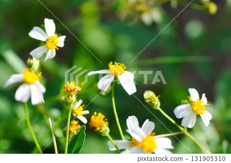 Bidens alba , Butterfly needles or Common beggarticks or Hairy beggarticks or Romerillo or Shepherds needles or Spanish needles or Tridax Daisy or Tridax procumbens Bidens alba , Butterfly needles or Common beggarticks or Hairy beggarticks or Romerillo or Shepherds needles or Spanish needles or Tridax Daisy or Tridax procumbens 131905310