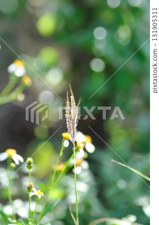 Bothriochloa ischaemum, Ischaemum rugosum or  Paspalum distichum or Yellow bluestem or Echinochloa crus galli or weed 131905311
