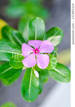 ludwigia adscendens , West Indian paeriwinkle or Catharanthus roseus or Vinca or Old maid or Madagasgar periwinkle ludwigia adscendens , West Indian paeriwinkle or Catharanthus roseus or Vinca or Old maid or Madagasgar periwinkle 131905324