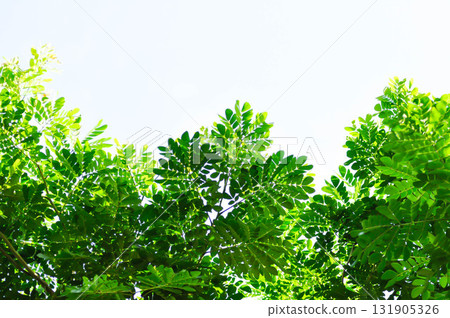Rain tree or Samanea saman, LEGUMINOSAE MIMOSOIDEAE and tamarind tree Rain tree or Samanea saman, LEGUMINOSAE MIMOSOIDEAE and tamarind tree 131905326