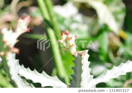 Euphorbia lactea white ghost or Euphorbia or Euphorbia mayurnathanii variegated ,Euphorbia lactea 131905327