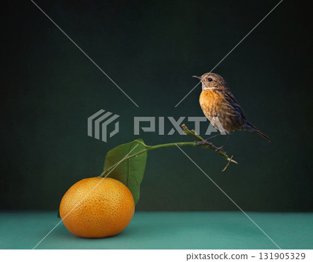 wall paper. banner. Little bird sits on leaf of tangerine mandarine on the blue table in the room on black background 131905329