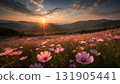 Cosmos Flower Field Glowing at Sunset 131905441