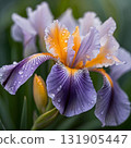 Vibrant Iris with Morning Dewdrops 131905447