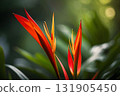 Close-Up of Heliconia with Fiery Hues and Green Bokeh Backdrop 131905450