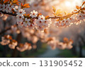 Soft Light on Blooming Cherry Blossoms 131905452