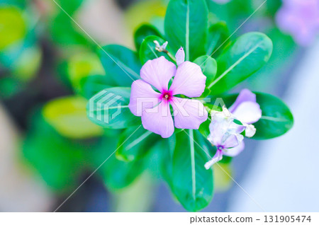 ludwigia adscendens , West Indian paeriwinkle or Catharanthus roseus or Vinca or Old maid or Madagasgar periwinkle ludwigia adscendens , West Indian paeriwinkle or Catharanthus roseus or Vinca or Old maid or Madagasgar periwinkle 131905474