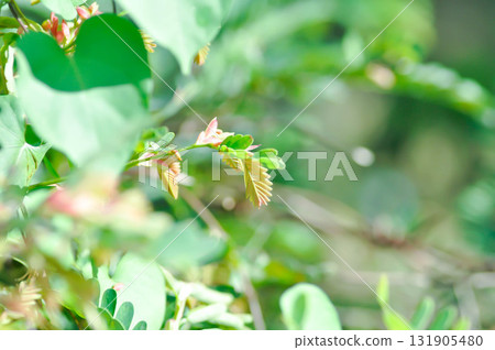 Tamarindus indica L, Indian date or Tamarind or FABACEAE or Tamarind tree and Tamarind leaf Tamarindus indica L, Indian date or Tamarind or FABACEAE or Tamarind tree and Tamarind leaf 131905480