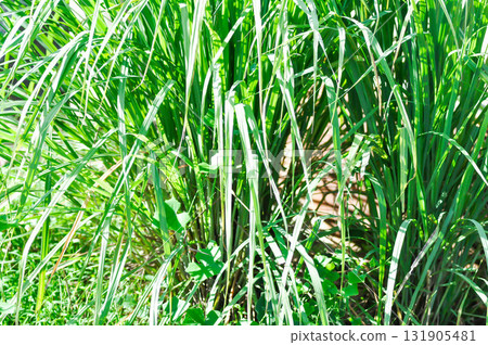 Lemon grass, Lapine or West Indian lemongrass or Sweet rush or Cymbopogon citratus Stapf or POACEAE GRAMINEAE 131905481