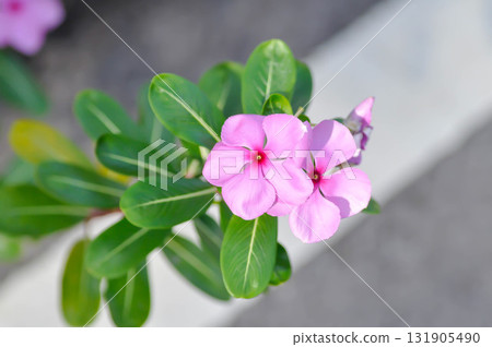 ludwigia adscendens , West Indian paeriwinkle or Catharanthus roseus or Vinca or Old maid or Madagasgar periwinkle ludwigia adscendens , West Indian paeriwinkle or Catharanthus roseus or Vinca or Old maid or Madagasgar periwinkle 131905490