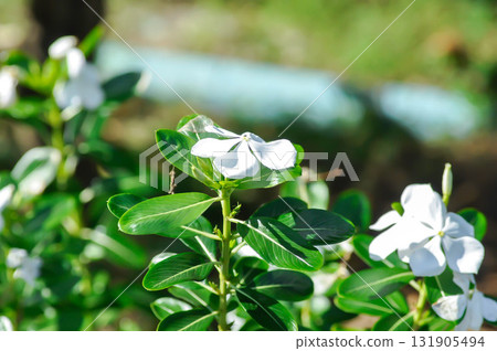 ludwigia adscendens , West Indian paeriwinkle or Catharanthus roseus or Vinca or Old maid or Madagasgar periwinkle ludwigia adscendens , West Indian paeriwinkle or Catharanthus roseus or Vinca or Old maid or Madagasgar periwinkle 131905494