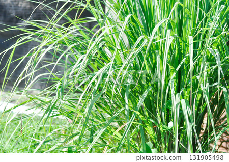 Lemon grass, Lapine or West Indian lemongrass or Sweet rush or Cymbopogon citratus Stapf or POACEAE GRAMINEAE Lemon grass, Lapine or West Indian lemongrass or Sweet rush or Cymbopogon citratus Stapf or POACEAE GRAMINEAE 131905498