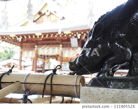 Wild boar at Go'o Shrine Wild boar at Go'o Shrine 131905528